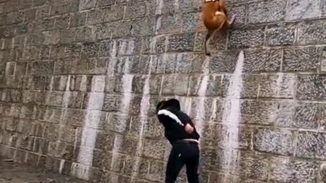 Dog that fly-alisation dog show their jumping aglity #