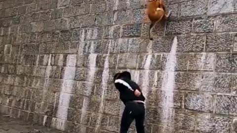 Dog that fly-alisation dog show their jumping aglity #