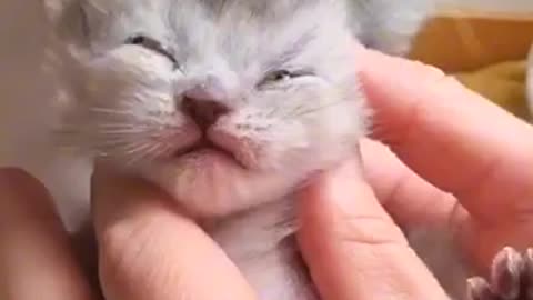 Beautiful cat 🐈 trending video