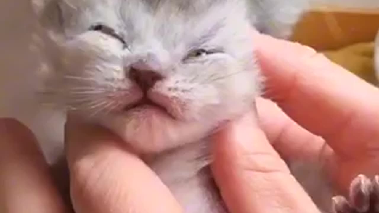 Beautiful cat 🐈 trending video