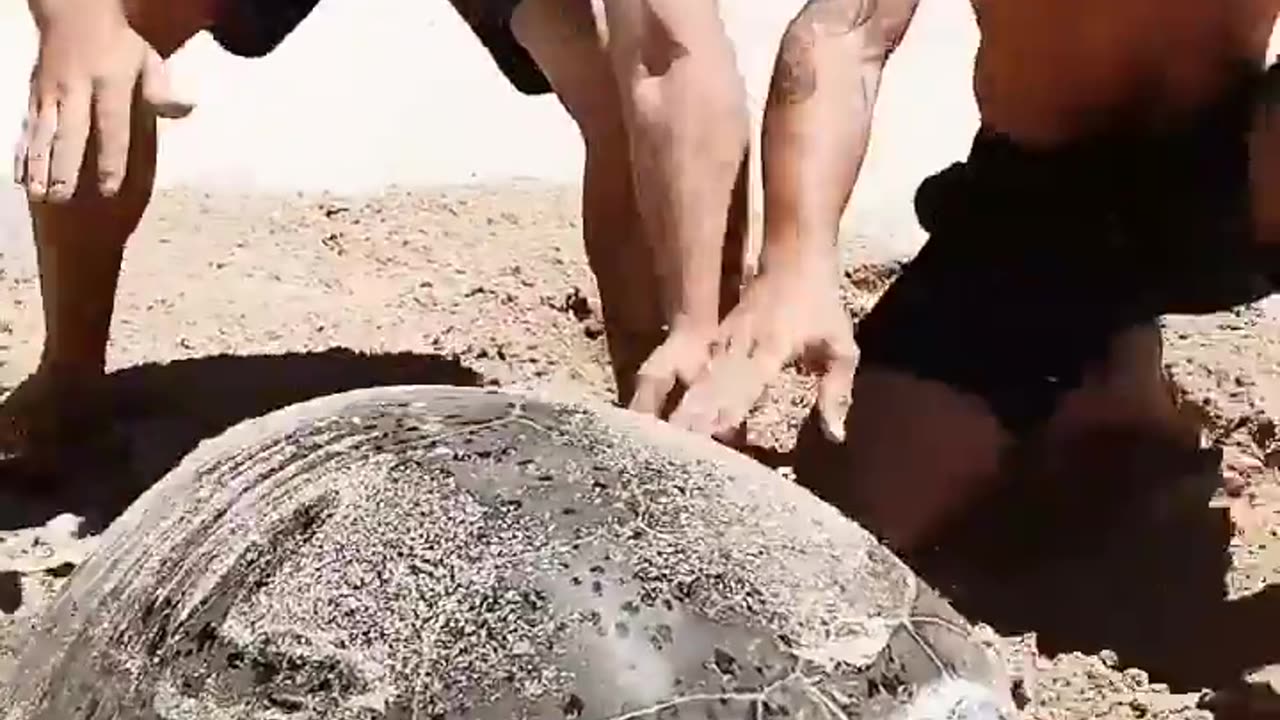 Turtle rescue