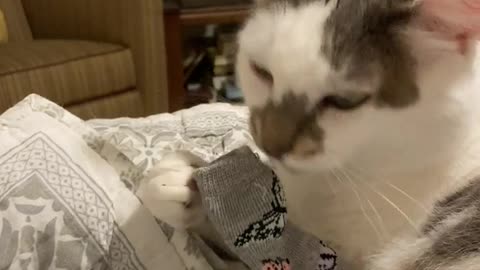 Cute Cat