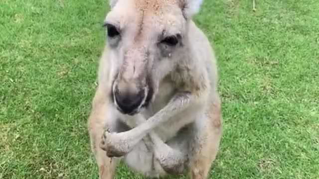 Is there really a head like that kangaroo