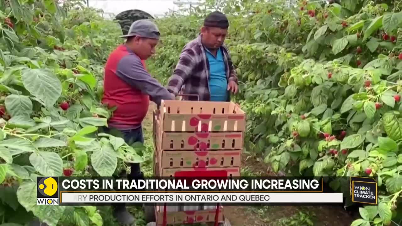 US berry giants flock to Canada amid drought WION Climate Tracker