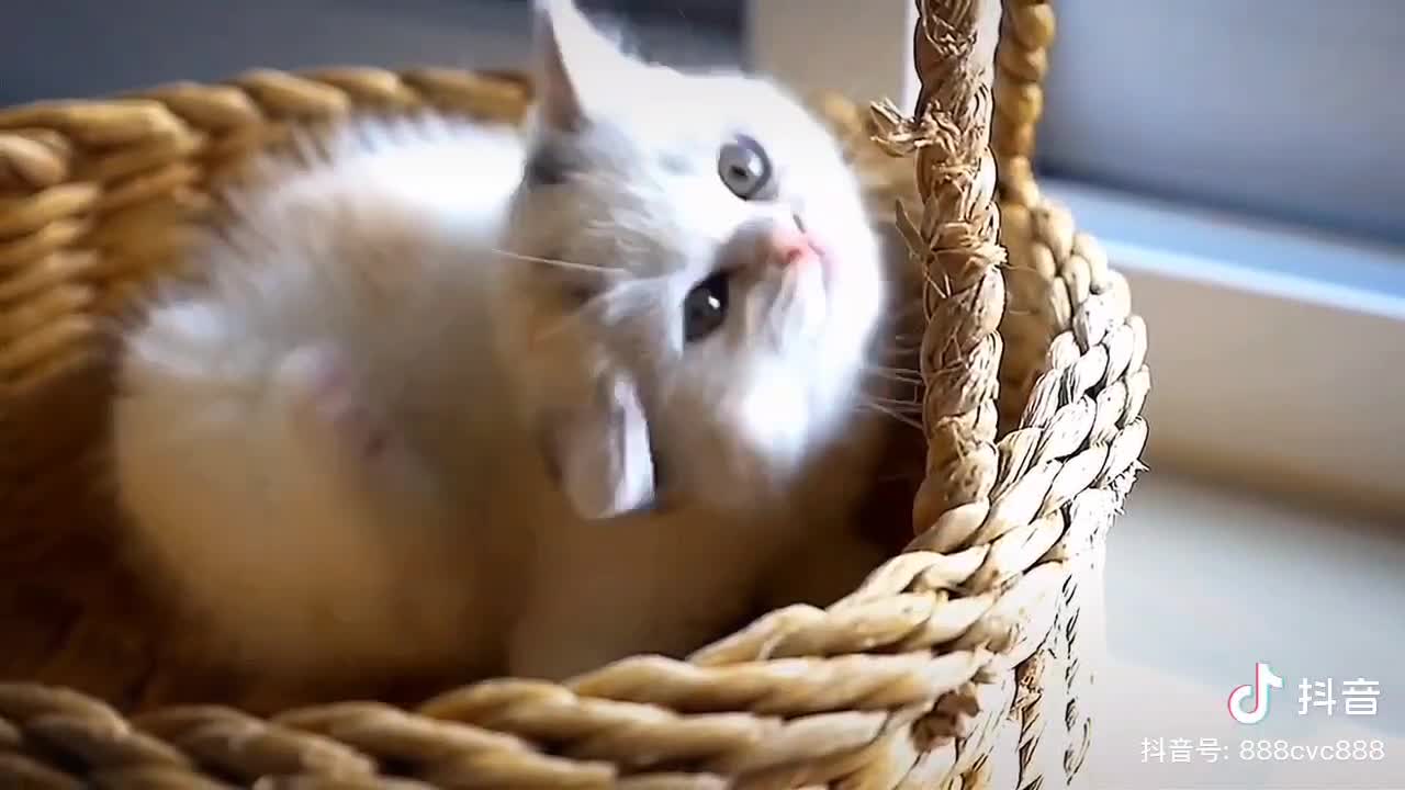 What a cute cat