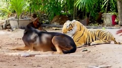 fake Lion and Fake Tiger Prank To dog - Huge Box Prank to dog So Funny