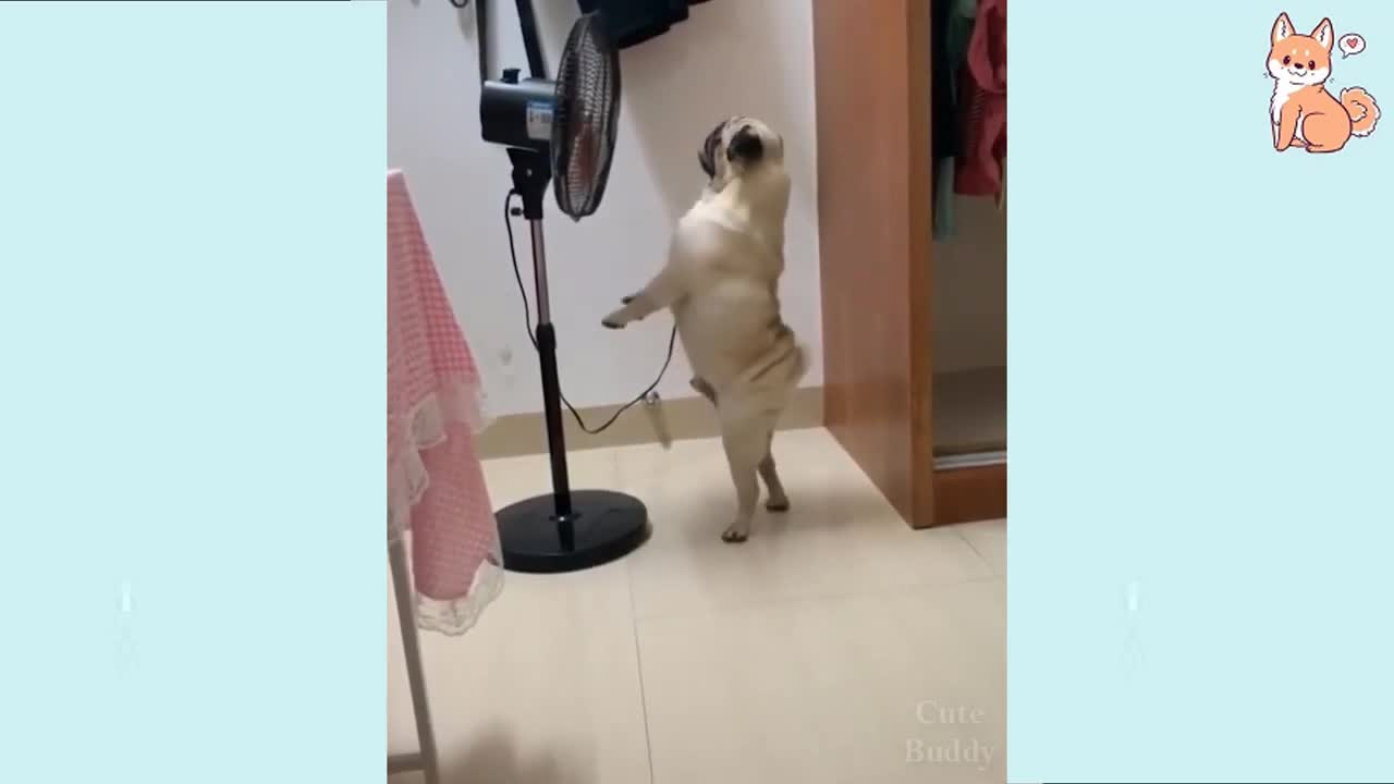 Funny dog videos🐶🤣