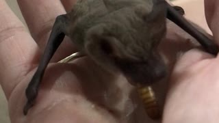 Microbat Munches on a Mealworm