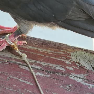 Flock it Farm: Pigeon leash