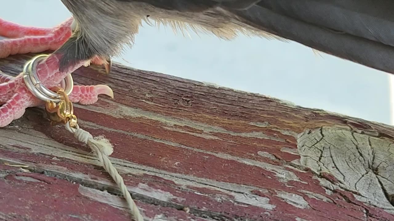 Flock it Farm: Pigeon leash