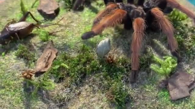 Insect specimen Spiders hunt crickets