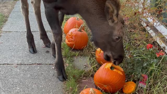 Adolescent Moose Loves Eating Freshly Carved Pumpkins