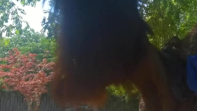 Little grape climbed the tree