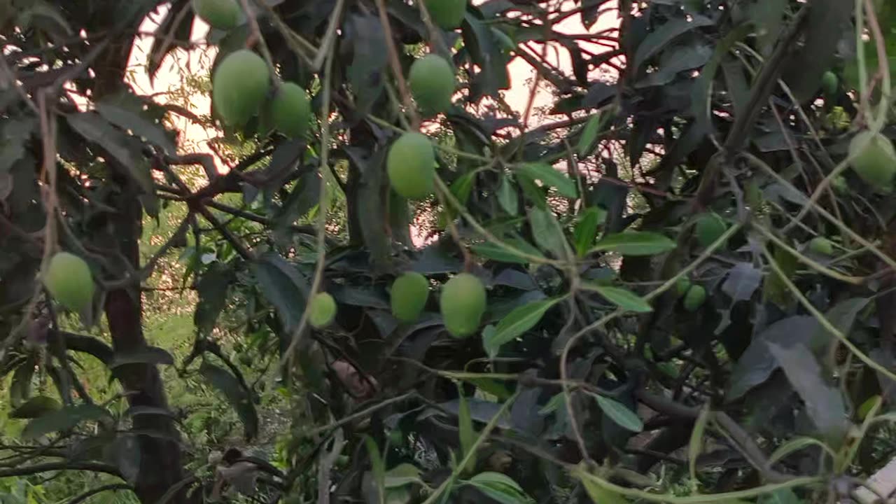 Sun set time mango on the tree 🍃🌿