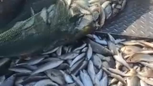 New Primitive Technology FISH TRAP with Fishing SR