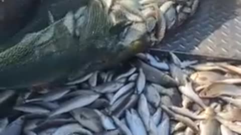New Primitive Technology FISH TRAP with Fishing SR