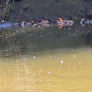 Baby goosander with mother in the river / beautiful water birds in the river.