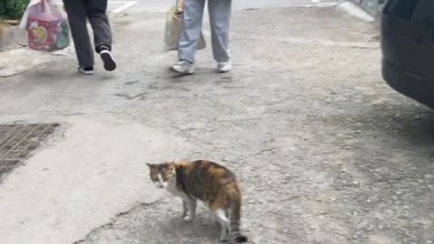 I have to say how cute the kitten that walks around with its owner is!