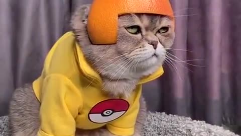 🍊🐱