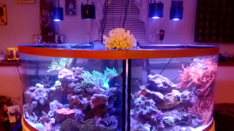 A double's 2 92 gallon corner tank setup