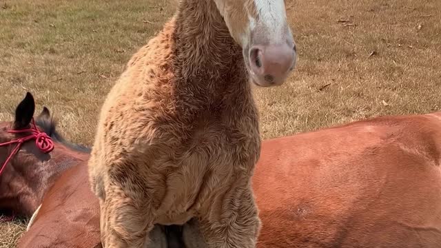 The Coolest Horse in Brazil