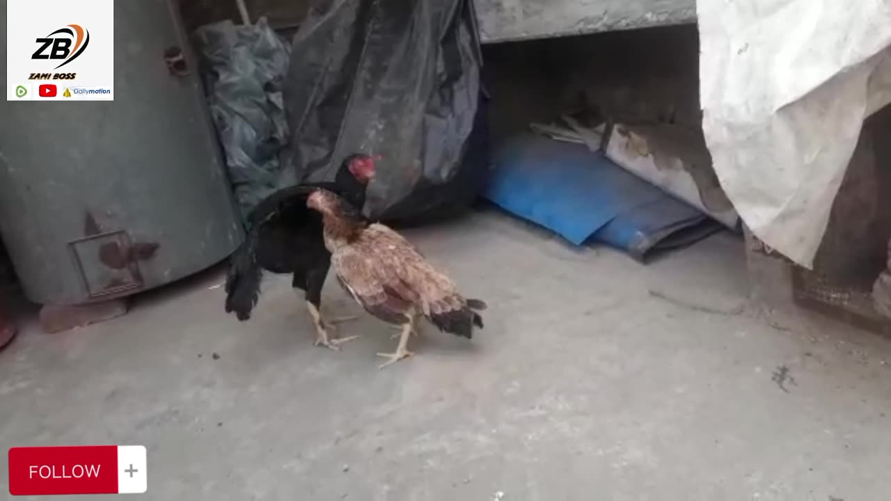 Pakistani Rooster 🐓