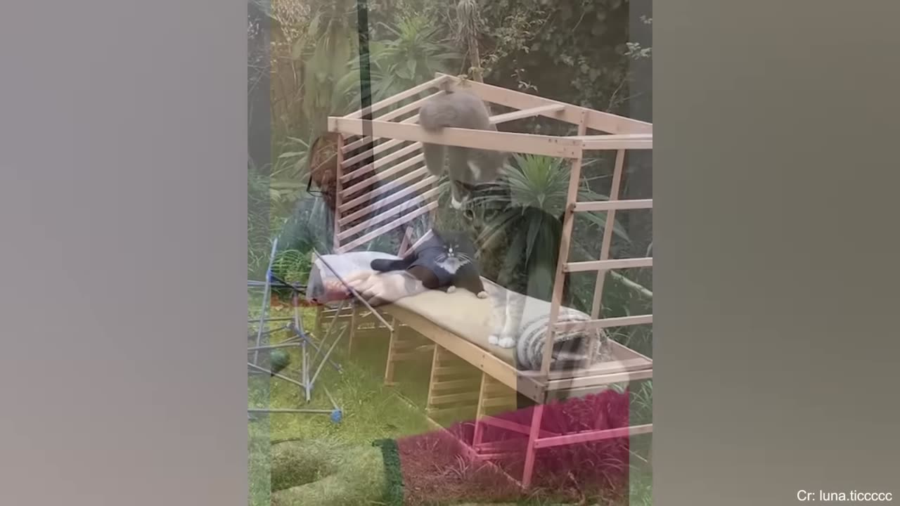Funny Cat 🐈🐈🐈🐈