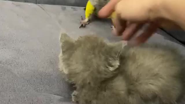 Kitten and Bird Make the Cutest of Frenemies