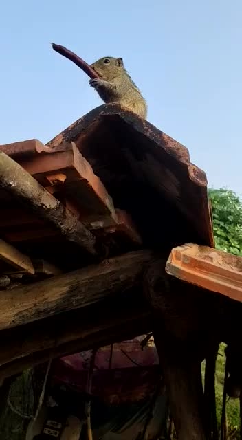 Long beans earrings squirrel