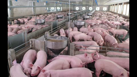 Factory Farming rant