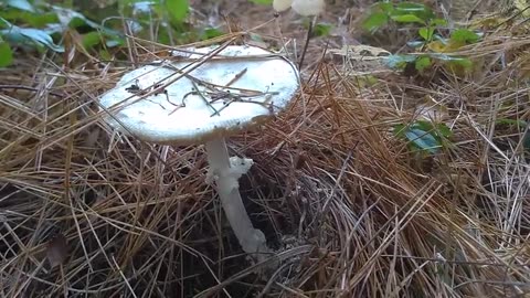 Mushroom Plants village