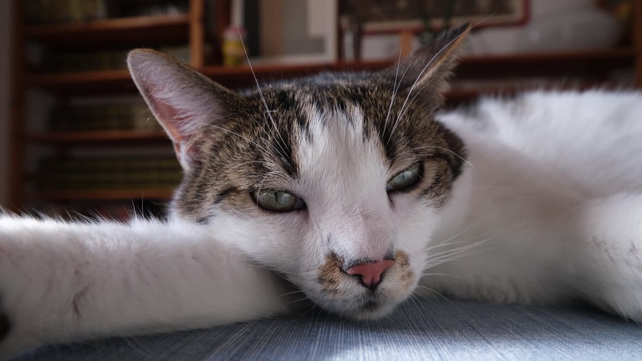 Close-Up Video of a Resting Cat