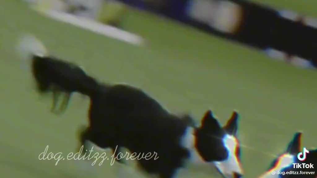 DOG TV - Interactive Dog Walking Video - Entertainment for Dogs