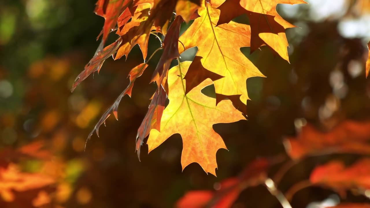 Autumn Colors With Piano Music