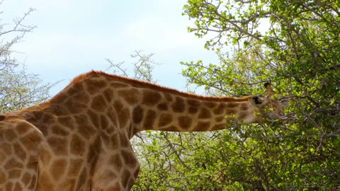 "Graceful Giants of the Savannah: Captivating Giraffe Encounters"