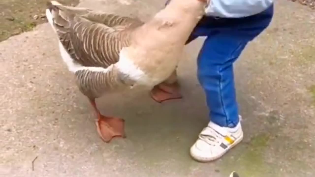 Funny video enjoy here