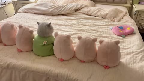 Funny and Cute action of cats 06