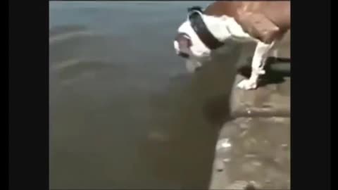 😂 Dog fell in river 😂 #funnydogclip #funnypets