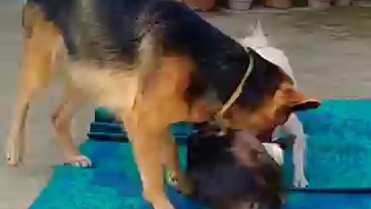Dog fight🙅