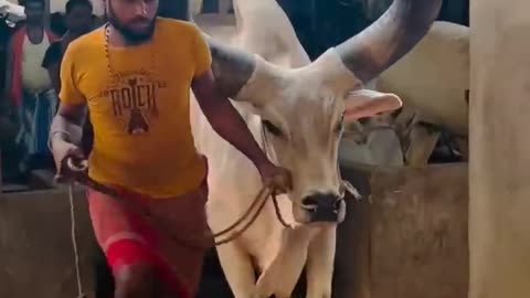 Dog Funny Video | Dog Prank Video |funny video,funny dogs,funny animals,funny dog videos,funny pets,funny,funny animal videos,funny dog,funny videos,funny dog video,funny cats,funny cat videos,funny animal video,funny cat video,funny video compilation,fun