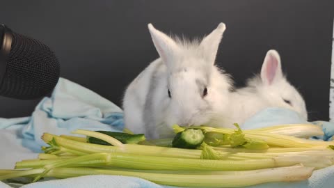 cute rabbits