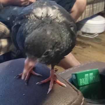 Flock it Farm: Shirley Bird teaches Squigy to fly