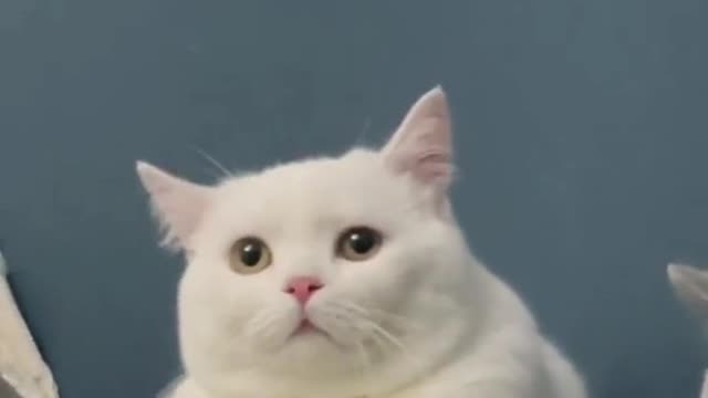 Emo
