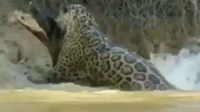 Leopard Vs Crocodile, Professional Hunting #shorts #viral #shortsvideo #video