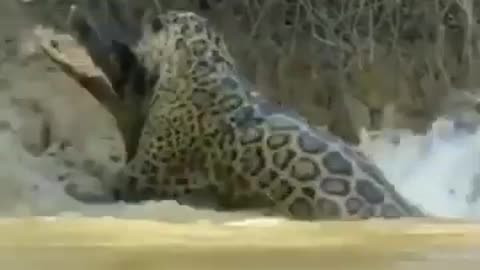 Leopard Vs Crocodile, Professional Hunting #shorts #viral #shortsvideo #video