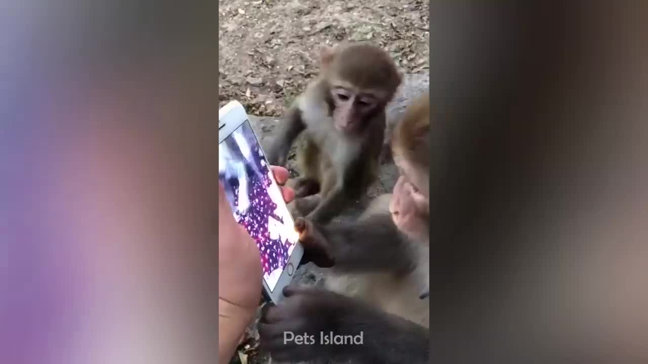 Laugh a Lot With The Funny Moments Of Monkeys