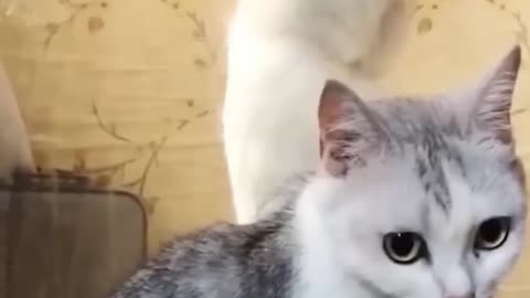 Funny Animal Videos