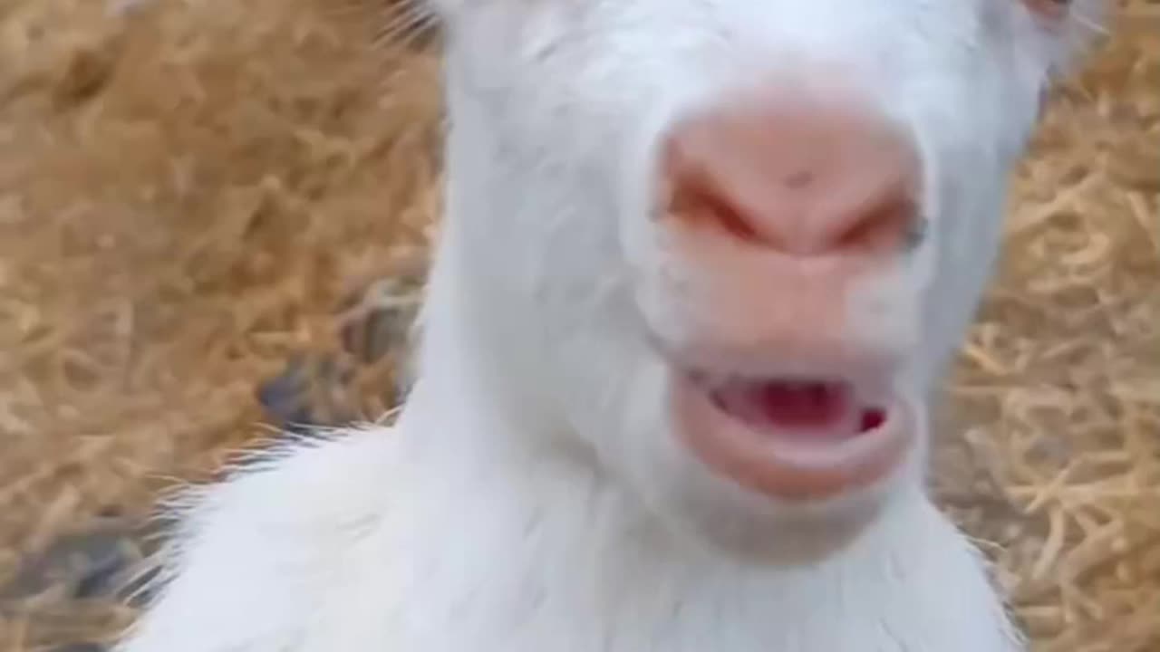 Goat's kid sound