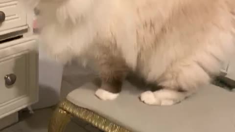 Coco, the Cuddly Ragdoll Kitten, Plays with Dolly's Fluffy Tail