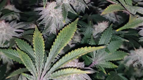 Day 35 GG4/Strawberry, Strawberry